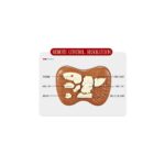 RC Mini dinozauras, su garso ir šviesos efektais, su valdymo pultu RC Mini dinozauras, su garso ir šviesos efektais, su valdymo pultu